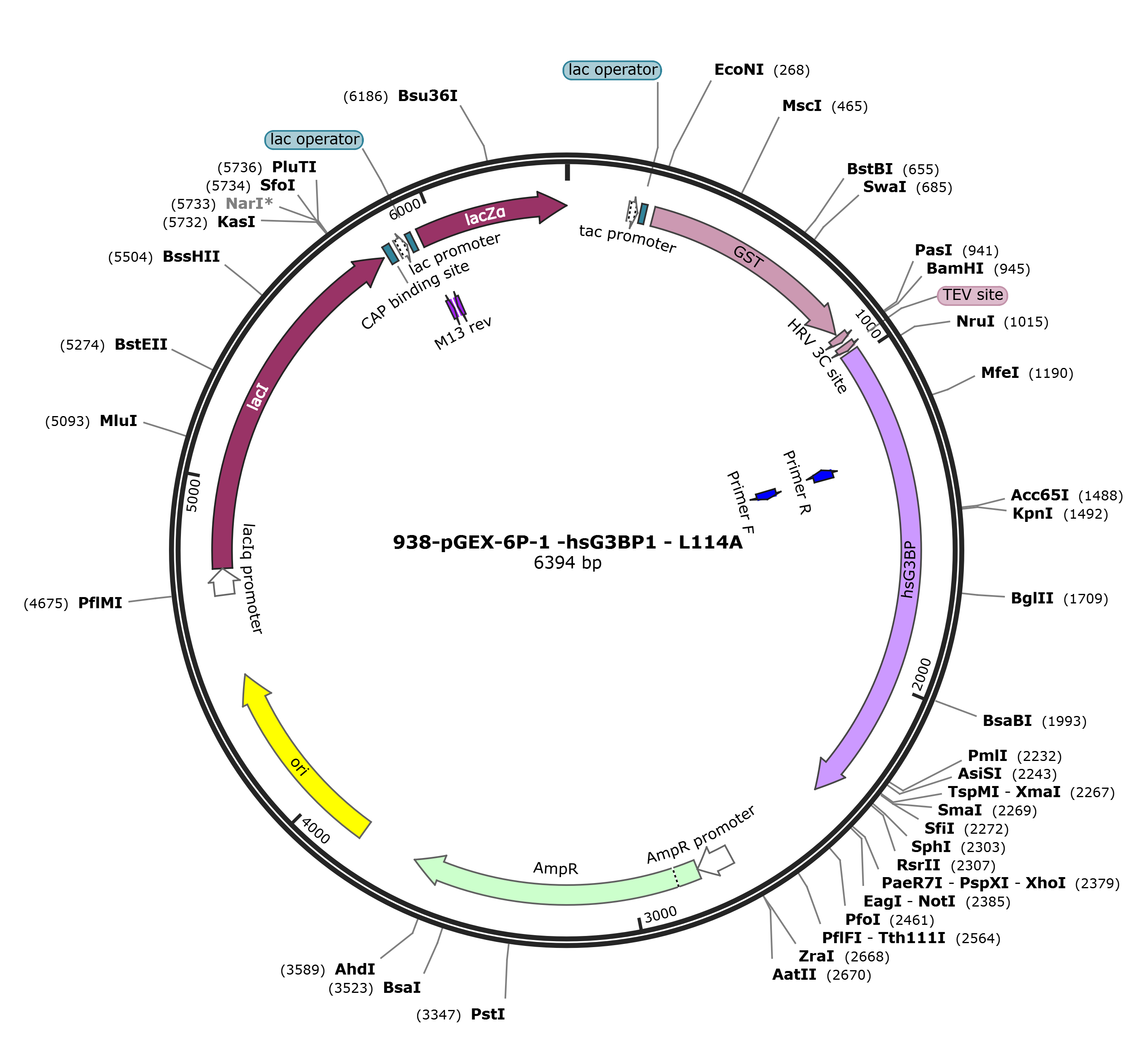 pGEX-6p-1-hsG3BP1 L114A载体图谱.png